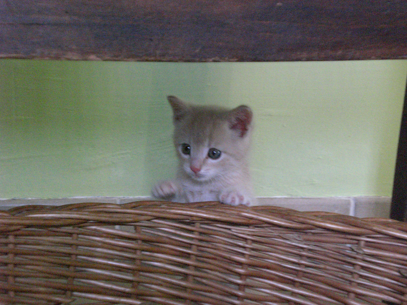 kitten